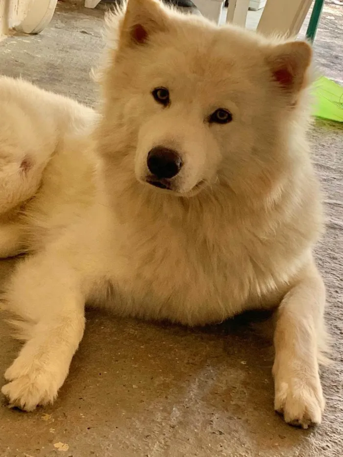 Cachorro ra a Husky Siberiano idade 3 anos nome Apolo 