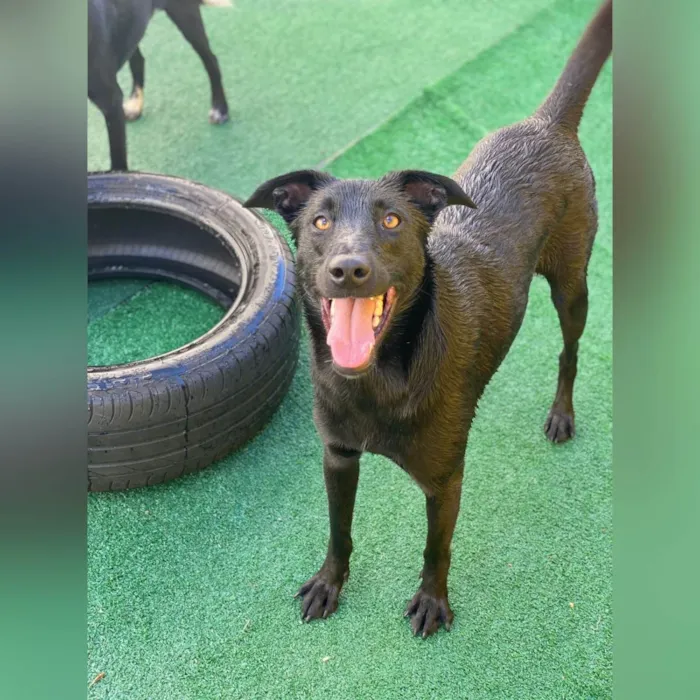 Cachorro ra a SRD-ViraLata idade 2 anos nome Bethania 