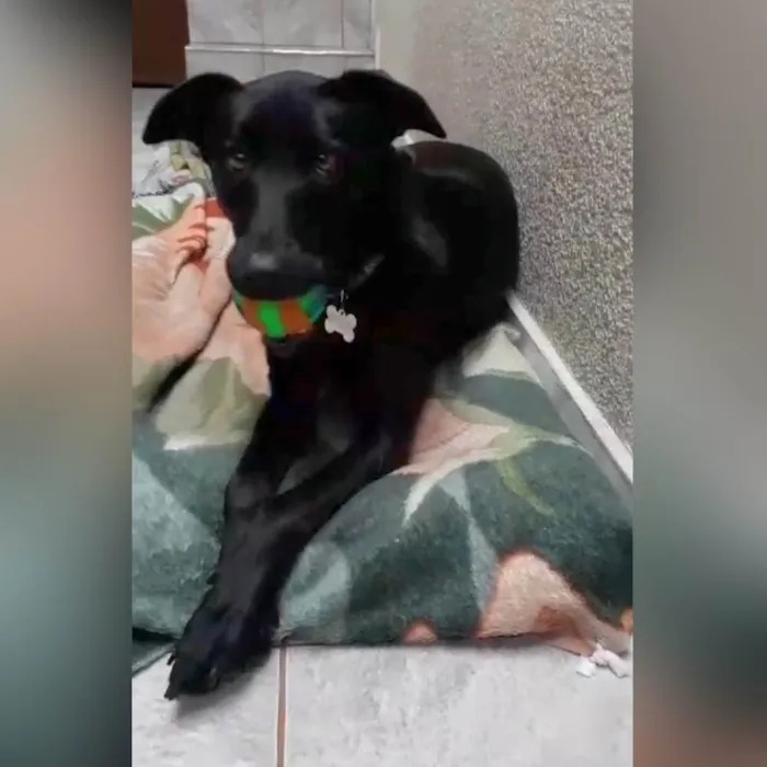 Cachorro ra a SRD-ViraLata idade 2 anos nome Bethania 