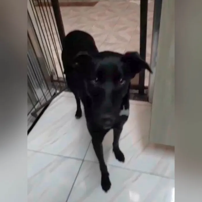 Cachorro ra a SRD-ViraLata idade 2 anos nome Bethania 