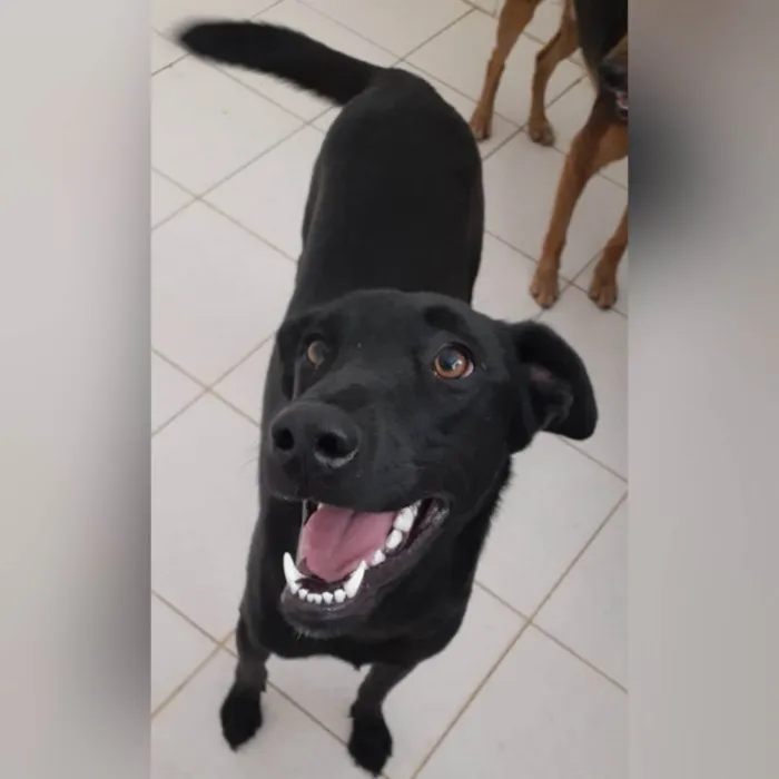 Cachorro ra a SRD-ViraLata idade 2 anos nome Bethania 