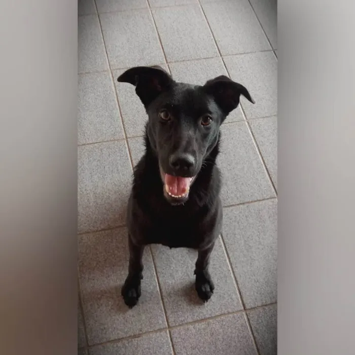 Cachorro ra a SRD-ViraLata idade 2 anos nome Bethania 