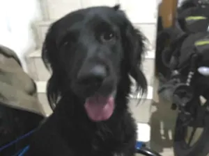 Cachorro raça SRD-ViraLata idade 6 ou mais anos nome Pitoco 