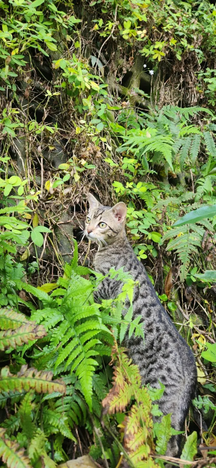 Gato ra a SRD-ViraLata idade 2 a 6 meses nome Zoe