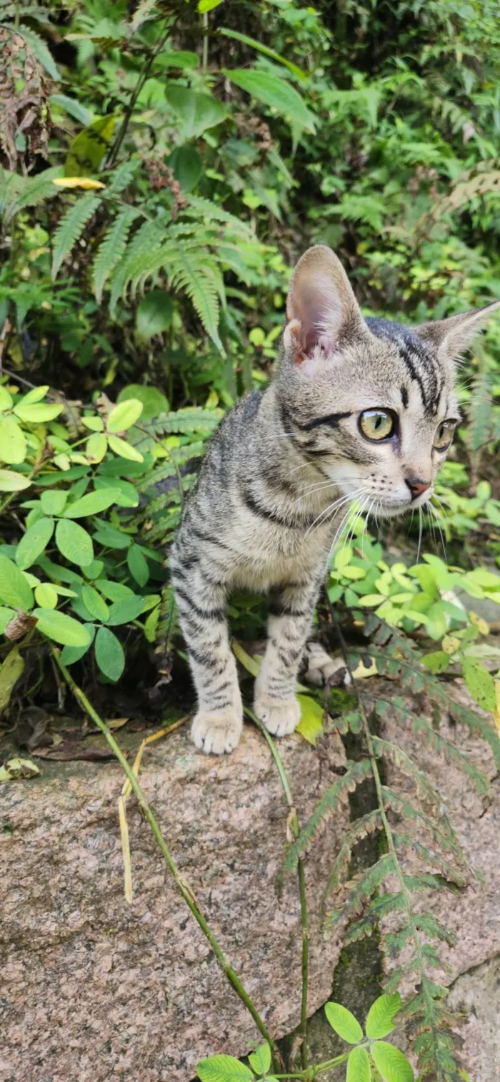 Gato ra a SRD-ViraLata idade 2 a 6 meses nome Zoe