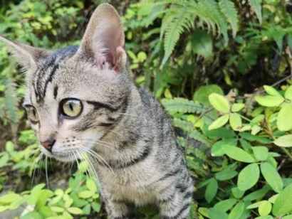 Gato raça SRD-ViraLata idade 2 a 6 meses nome Zoe