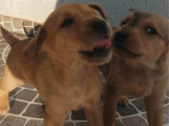 Cachorro ra a SRD-ViraLata idade 2 a 6 meses nome Sem nomes