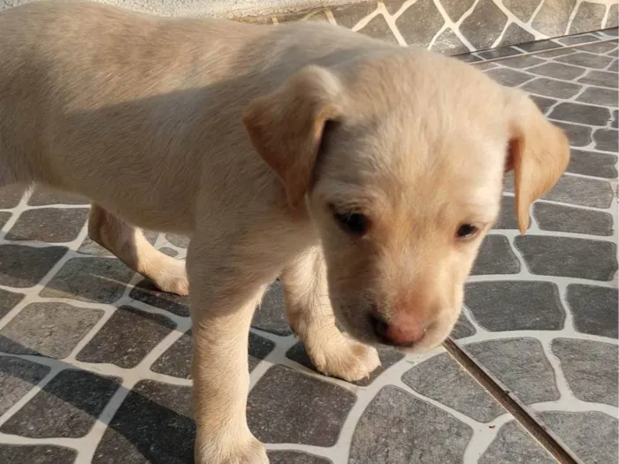 Cachorro ra a SRD-ViraLata idade 2 a 6 meses nome Sem nomes