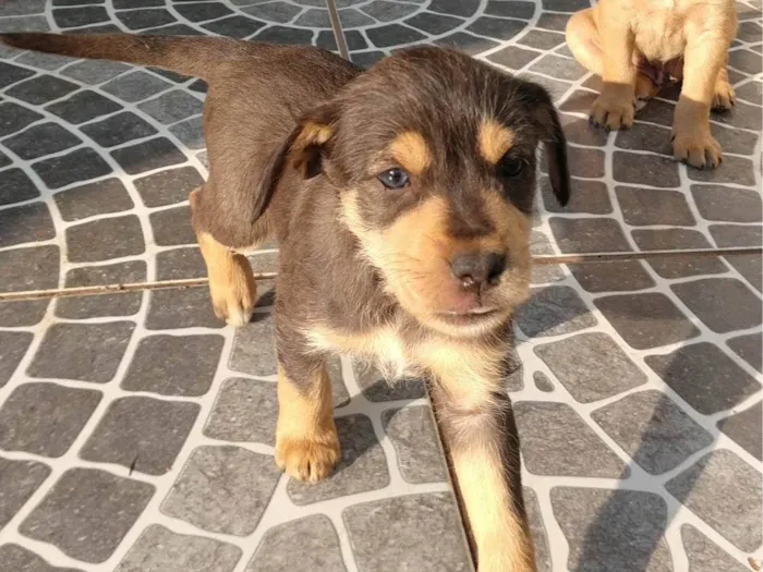 Cachorro ra a SRD-ViraLata idade 2 a 6 meses nome Sem nomes