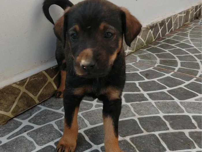 Cachorro ra a SRD-ViraLata idade 2 a 6 meses nome Sem nomes