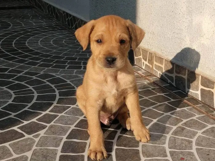 Cachorro ra a SRD-ViraLata idade 2 a 6 meses nome Sem nomes