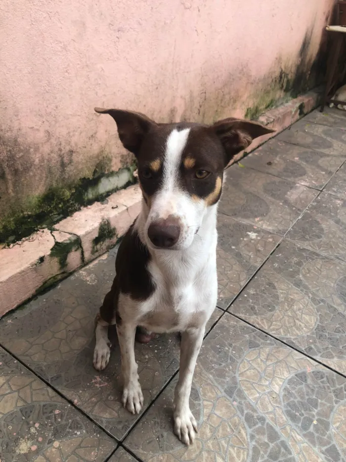 Cachorro ra a SRD-ViraLata idade 1 ano nome Sniper