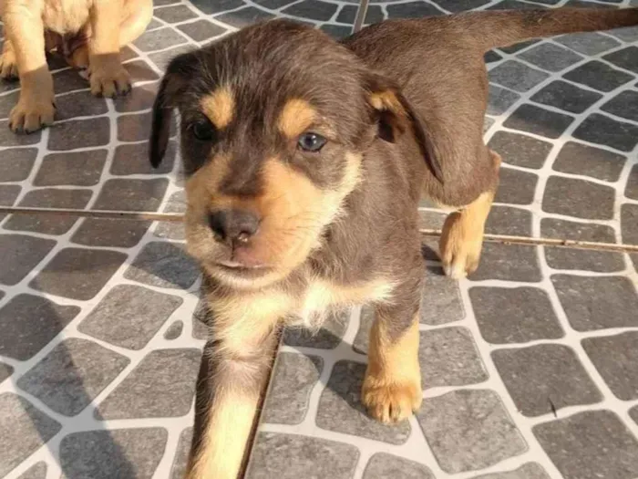 Cachorro ra a SRD-ViraLata idade 2 a 6 meses nome Sem nomes