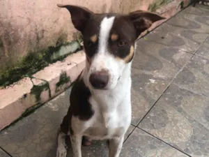 Cachorro raça SRD-ViraLata idade 1 ano nome Sniper