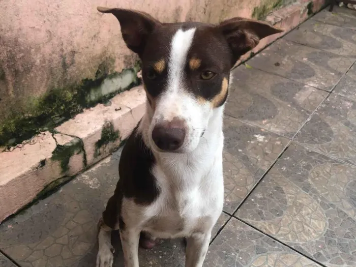 Cachorro ra a SRD-ViraLata idade 1 ano nome Sniper