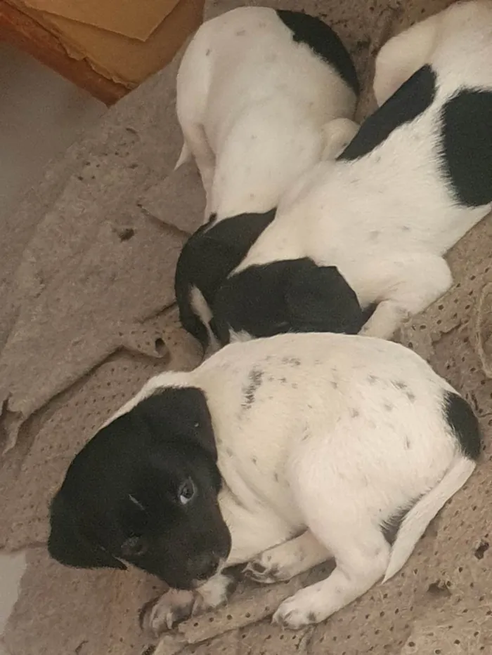 Cachorro ra a SRD-ViraLata idade Abaixo de 2 meses nome Filhotinhos de cachorro vira-latas 