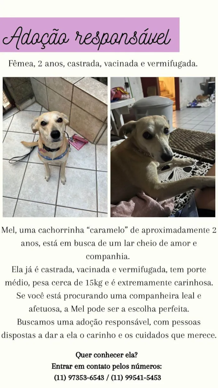 Cachorro ra a SRD-ViraLata idade 2 anos nome Mel