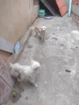 Pipoca