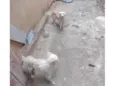 Pipoca