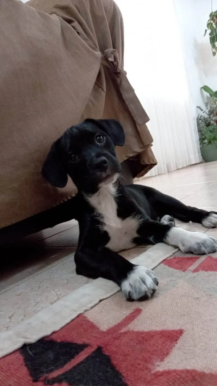 Cachorro ra a SRD-ViraLata idade 2 a 6 meses nome Alfafa