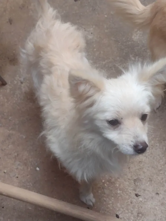 Cachorro ra a Shitzu idade 2 a 6 meses nome Maclei