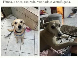 Cachorro raça SRD-ViraLata idade 2 anos nome Mel