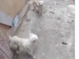 Pipoca