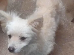 Cachorro raça Shitzu idade 2 a 6 meses nome Maclei