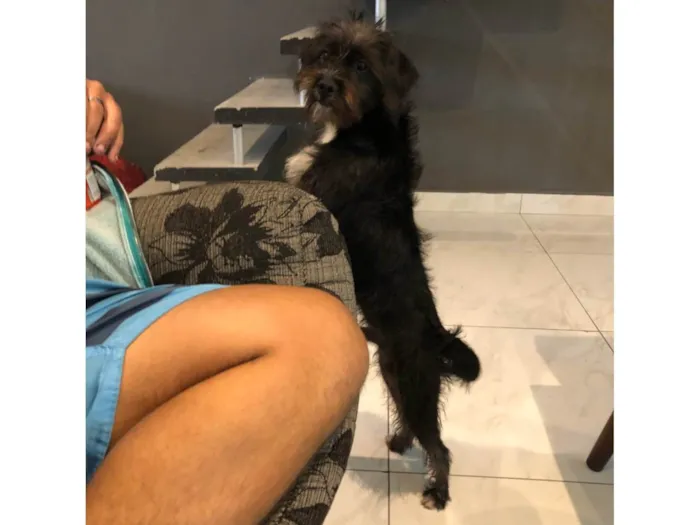 Cachorro ra a SRD-ViraLata idade 1 ano nome Toddy