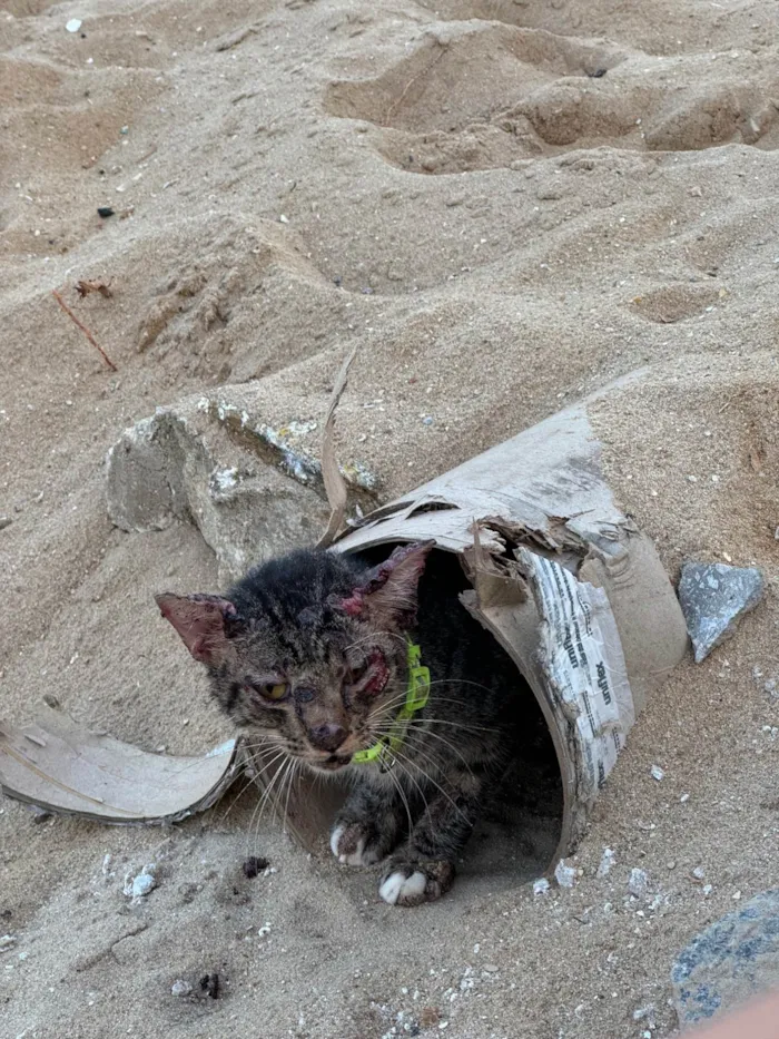 Cachorro ra a SRD-ViraLata idade 1 ano nome Suelem