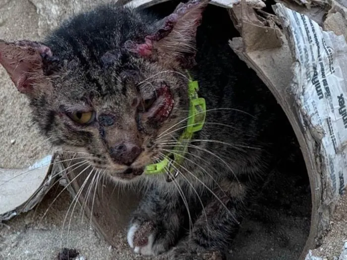 Cachorro ra a SRD-ViraLata idade 1 ano nome Suelem