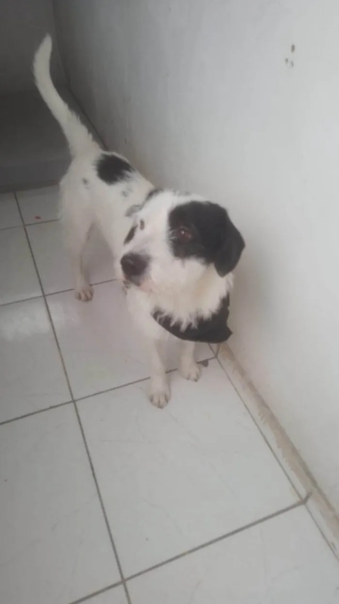 Cachorro ra a SRD-ViraLata idade 2 anos nome Mike