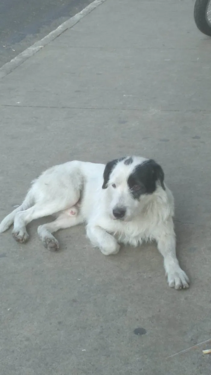 Cachorro ra a SRD-ViraLata idade 2 anos nome Mike