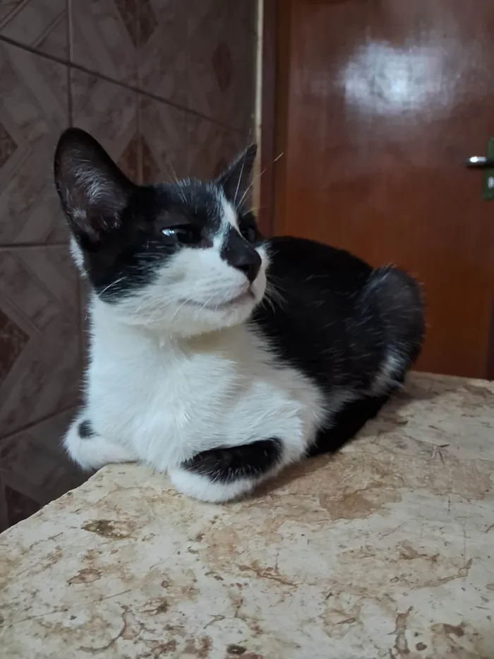 Gato ra a SRD-ViraLata idade 2 a 6 meses nome sem nome 