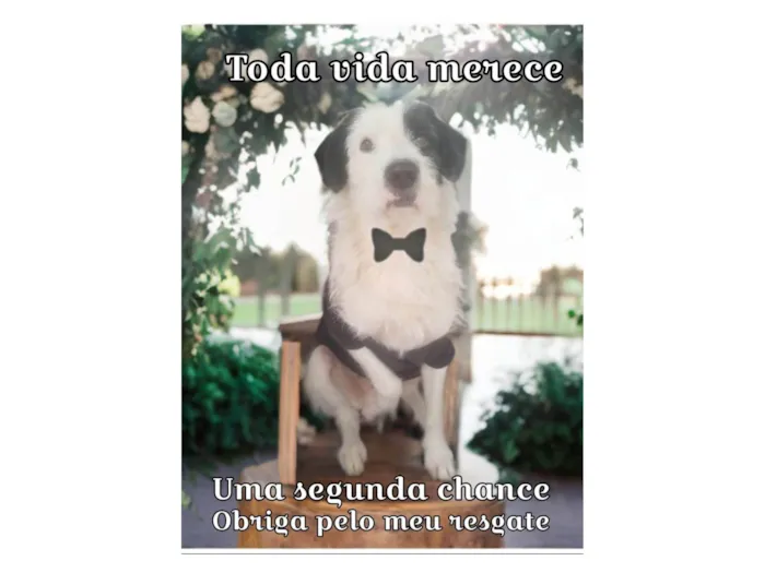 Cachorro ra a SRD-ViraLata idade 2 anos nome Mike