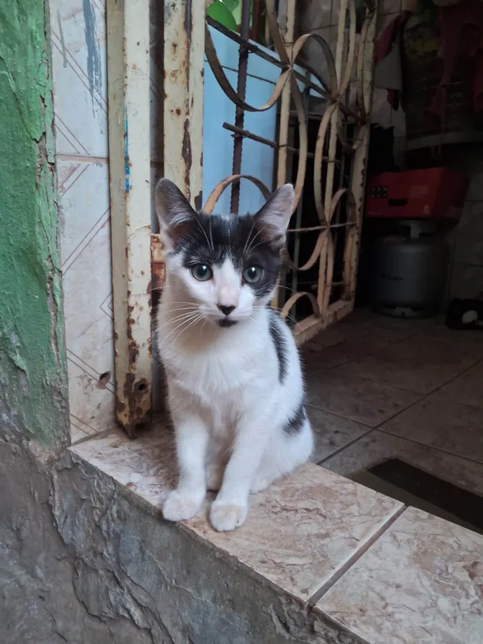 Gato ra a SRD-ViraLata idade 2 a 6 meses nome sem nome 