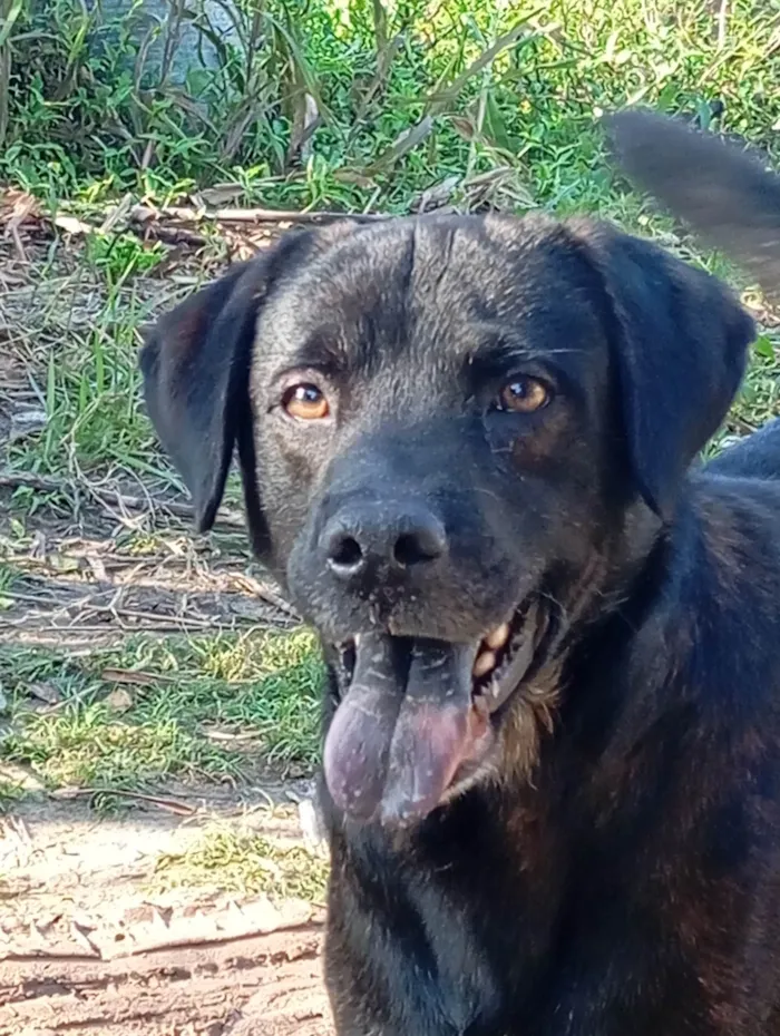 Cachorro ra a Labrador idade 4 anos nome Thor 