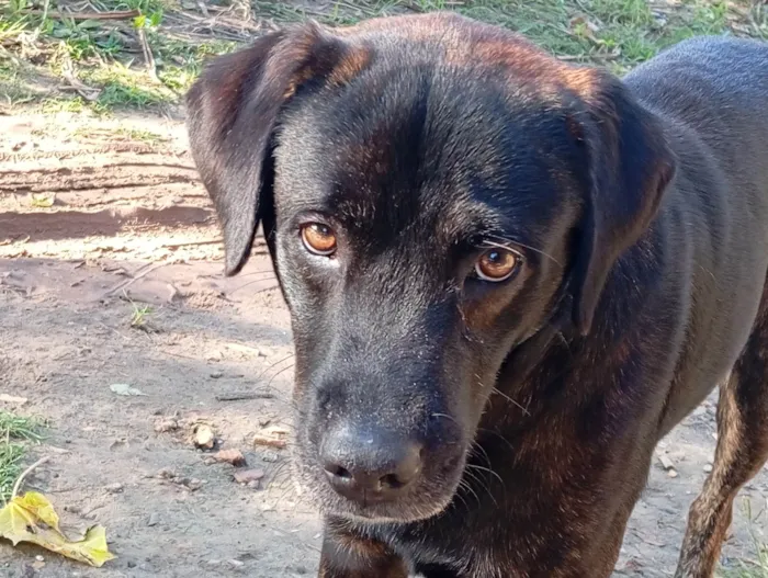 Cachorro ra a Labrador idade 4 anos nome Thor 