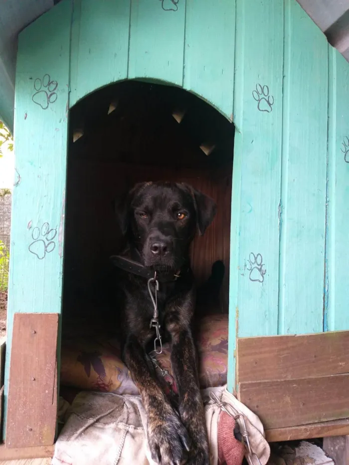 Cachorro ra a Labrador idade 4 anos nome Thor 