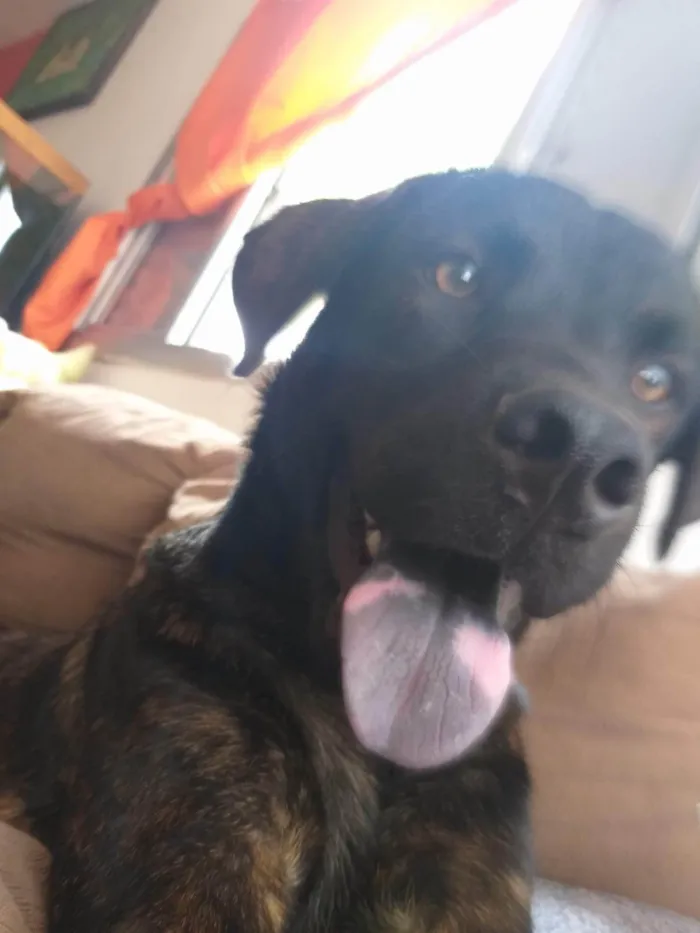 Cachorro ra a Labrador idade 4 anos nome Thor 