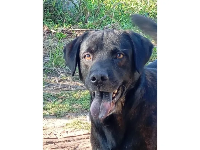 Cachorro ra a Labrador idade 4 anos nome Thor 