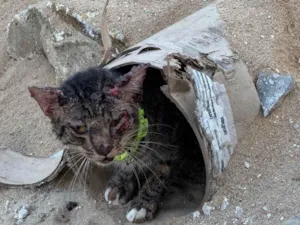 Cachorro raça SRD-ViraLata idade 1 ano nome Suelem