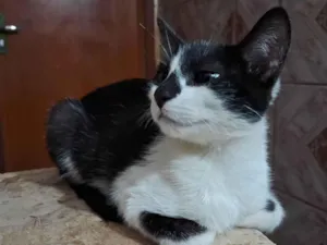 Gato raça SRD-ViraLata idade 2 a 6 meses nome sem nome 