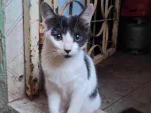 Gato raça SRD-ViraLata idade 2 a 6 meses nome sem nome 