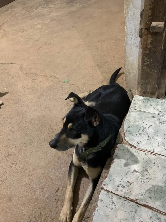 Cachorro ra a SRD-ViraLata idade 3 anos nome Neguinho