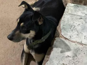 Cachorro raça SRD-ViraLata idade 3 anos nome Neguinho