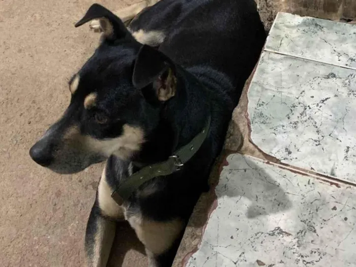 Cachorro ra a SRD-ViraLata idade 3 anos nome Neguinho