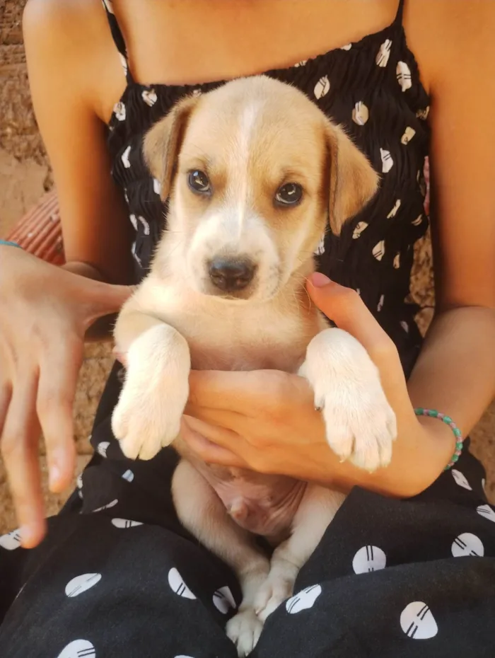 Cachorro ra a SRD-ViraLata idade Abaixo de 2 meses nome Sebastian 