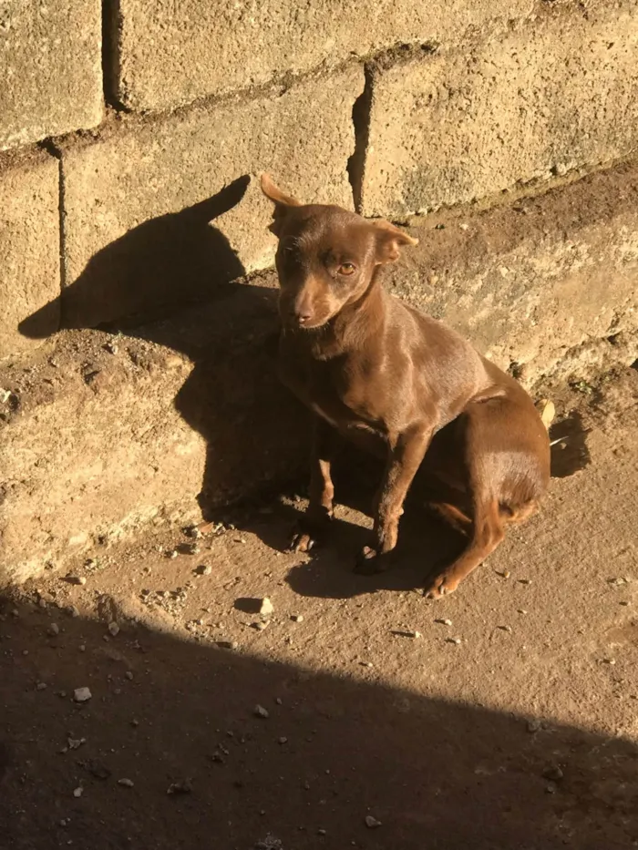 Cachorro ra a Pinscher idade 7 a 11 meses nome Duquesa 