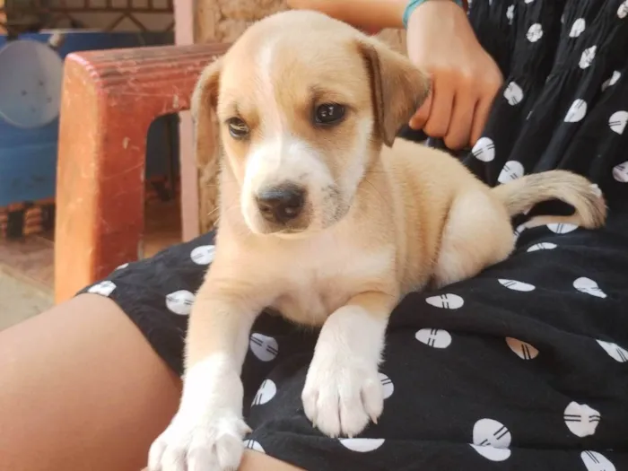 Cachorro ra a SRD-ViraLata idade Abaixo de 2 meses nome Sebastian 